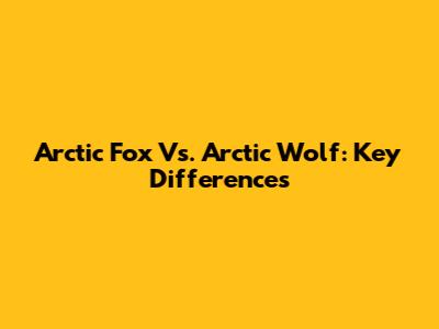 Arctic Fox Vs. Arctic Wolf: Key Differences