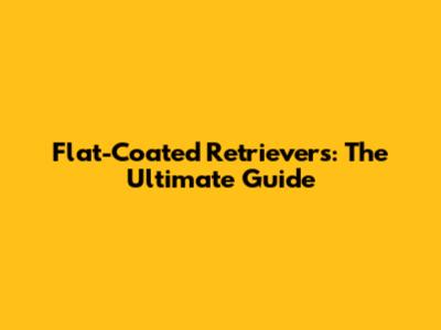 Flat-Coated Retrievers: The Ultimate Guide