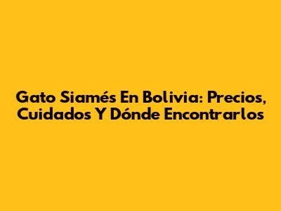 Gato Siamés En Bolivia: Precios, Cuidados Y Dónde Encontrarlos
