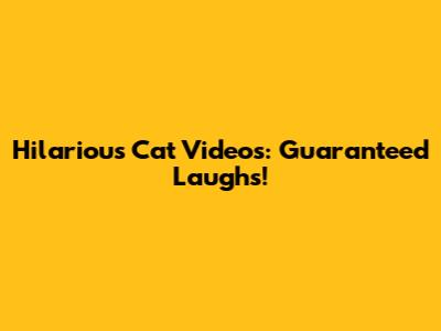Hilarious Cat Videos: Guaranteed Laughs!