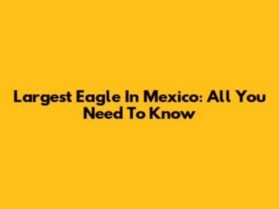 Largest Eagle In Mexico: All You Need To Know
