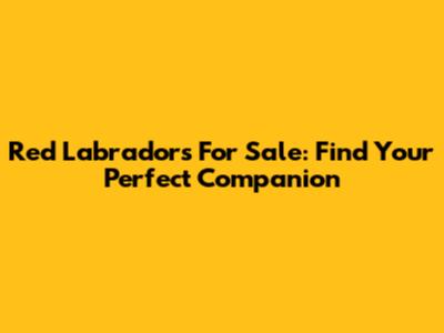 Red Labradors For Sale: Find Your Perfect Companion