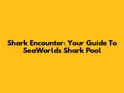 Shark Encounter: Your Guide To SeaWorld's Shark Pool