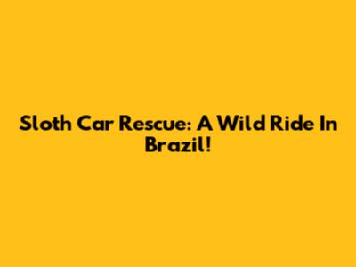 Sloth Car Rescue: A Wild Ride In Brazil!