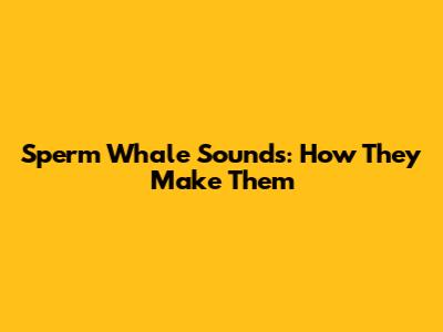 Sperm Whale Sounds: How They Make Them