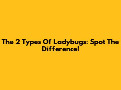 The 2 Types Of Ladybugs: Spot The Difference!