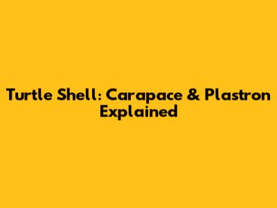 Turtle Shell: Carapace & Plastron Explained