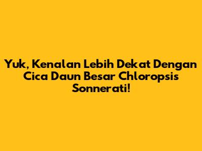 Yuk, Kenalan Lebih Dekat Dengan Cica Daun Besar Chloropsis Sonnerati!